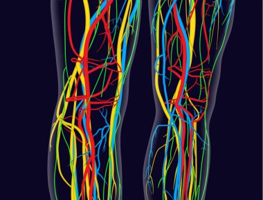 Diz ve bacak, tıbben doğru vektör çizim içerir sinir sistemi, damar, damar, kalp.