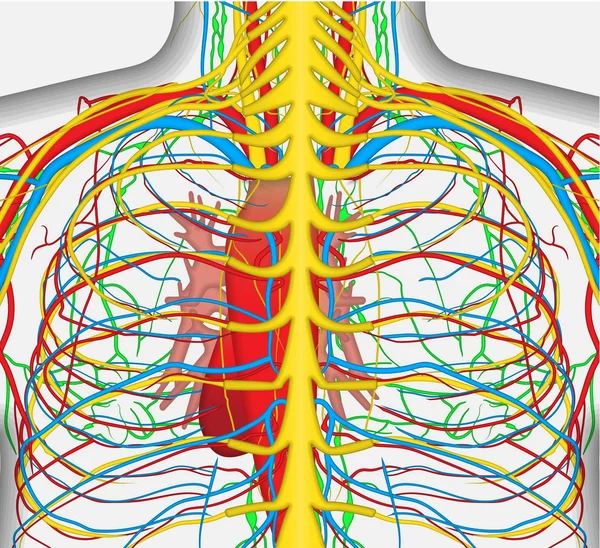 Ilustração vetorial medicamente precisa do tórax humano nas costas, inclui sistema nervoso, veias, artérias, coração, etc. . — Vetor de Stock