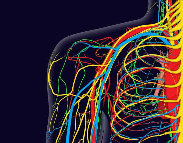 Zdravotní vektorové ilustrace ramenní anatomie s nervy, žíly a tepny, atd. — Stockový vektor