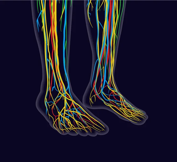 Medically accurate vector illustration of human feet, includes nervous system, veins, arteries, etc. — Stock Vector