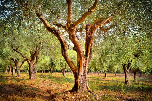 Oliveraie dans le Var - Olive trees plantation in Provence — Stock Photo, Image