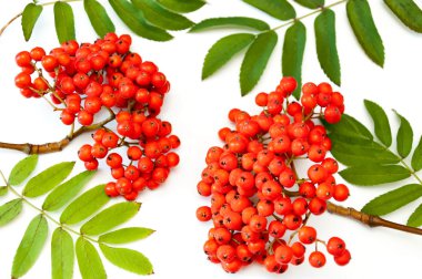 Beyaz zemin üzerine kırmızı olgunlaşmış üvez dalları.