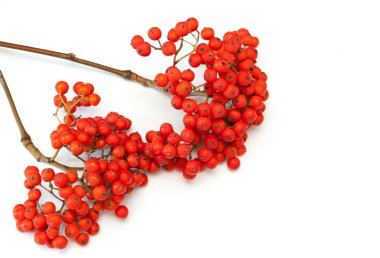 Beyaz zemin üzerine kırmızı olgunlaşmış üvez dalları.