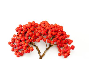 Beyaz zemin üzerine kırmızı olgunlaşmış üvez dalları.