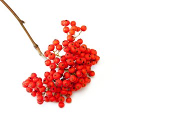 Beyaz zemin üzerine kırmızı olgunlaşmış üvez dalları.