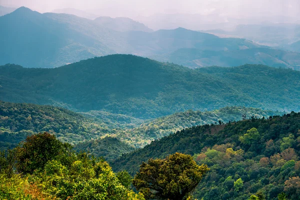 Dağ orman kurnaz peyzaj