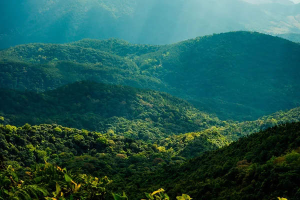 Dağ orman kurnaz peyzaj