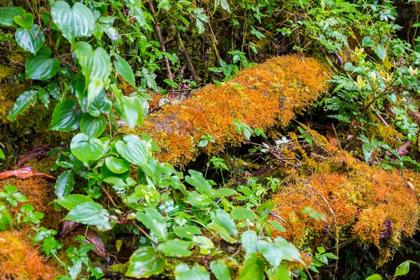 Mos op houtahşap üzerine yosun