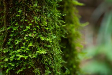Mos op houtahşap üzerine yosun