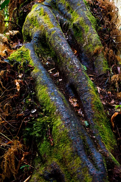 Moss on wood — Stock Photo, Image