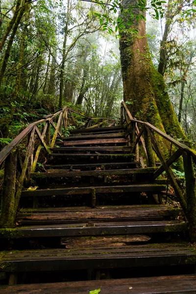 Chemin en bois chemin — Photo
