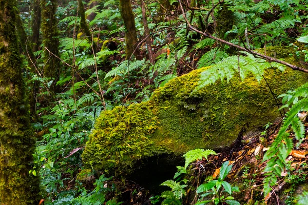 kayanın üzerinde yosun