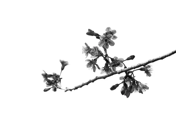 Yabani kiraz çiçeği