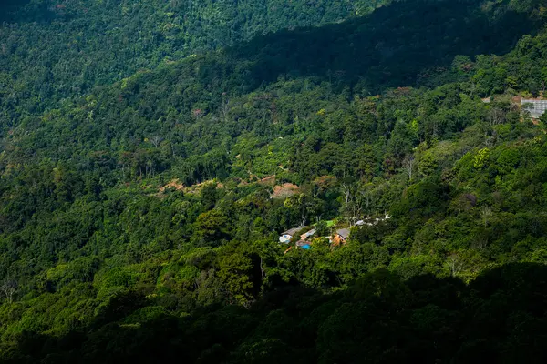 Dağ orman kurnaz peyzaj