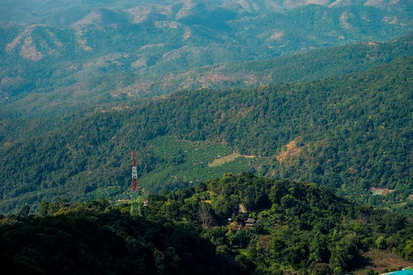 Dağ orman kurnaz peyzaj