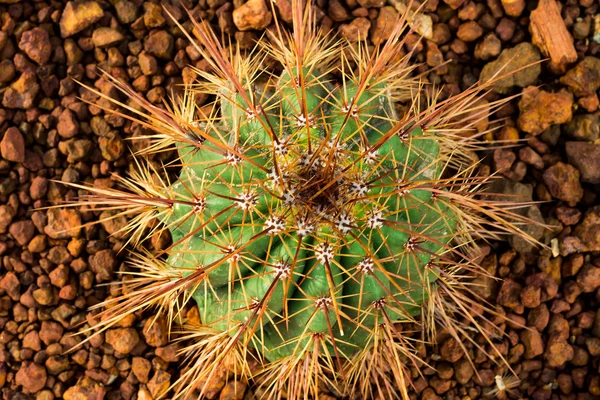 Büyük kaktüs ağaç