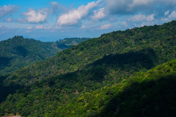Dağ orman kurnaz peyzaj