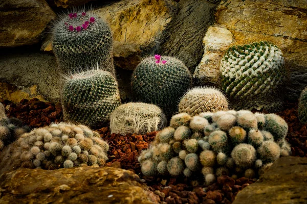 Kaktüs ağacında grup