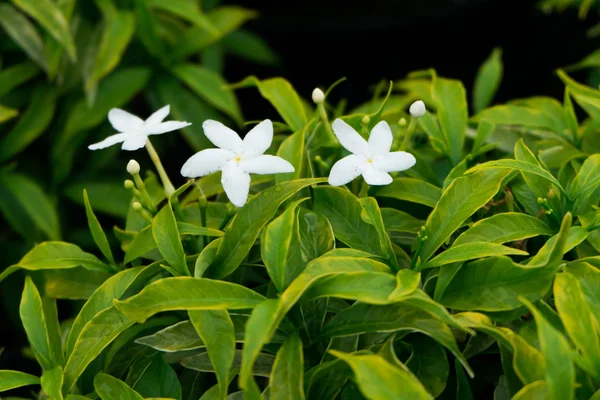 gerdenia krep Yasemin