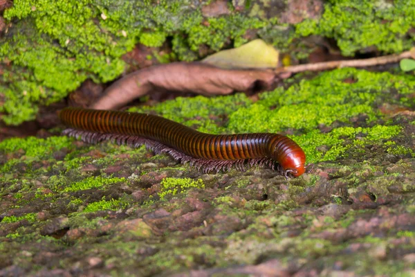 Tausendfüßer auf dem Felsen — Stockfoto