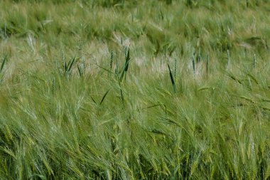 Olgunlaşmış çavdar.