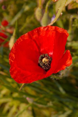 Bir alan haşhaş - yakın