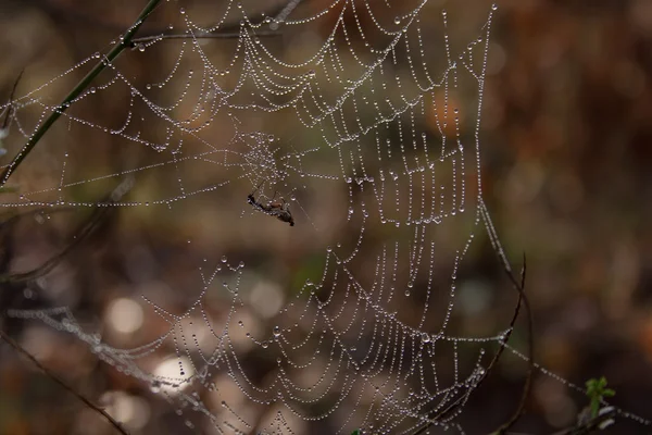 Sieć pająka i owadów — Zdjęcie stockowe