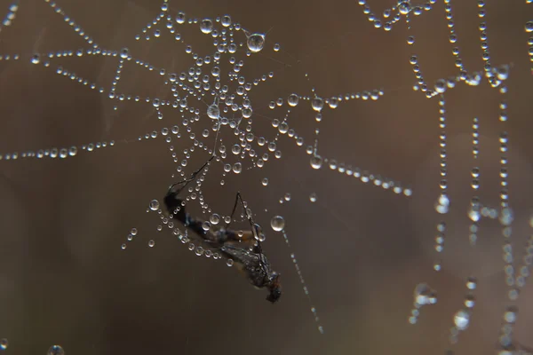 Kapana kısılmış. — Stok fotoğraf