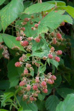 Olgunlaşmış böğürtlen.
