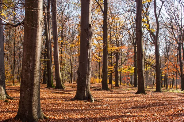 Ambiances positives forêt d'automne . — Photo