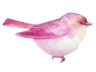 suluboya pembe bahar kuşu beyaz arka plan