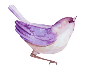 suluboya pembe bahar kuşu beyaz arka plan