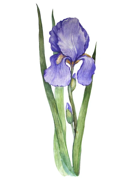 Akvarell Teckning Illustrarion Iris Blomma — Stockfoto