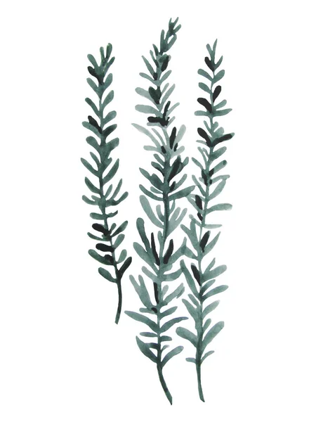 水彩画插图迷迭香植物 — 图库照片