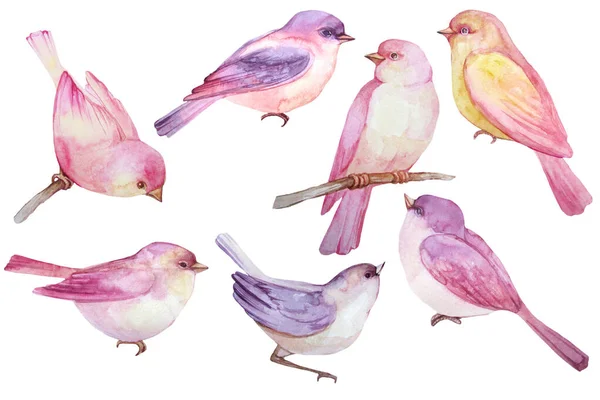 Набір Акварельних Малюнків Ілюстрація Весняних Птахів — стокове фото