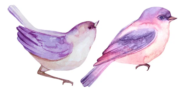 Aquarell Violett Birdson Der Weiße Hintergrund — Stockfoto