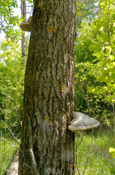 Mushrooms Tree Trunk — Stock Photo, Image