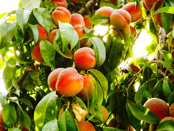 Peaches Ripe Peaches Peaches Grow Tree — Stok fotoğraf