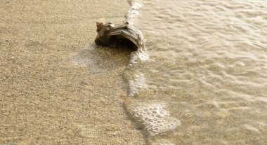 Kumda bir deniz kabuğu bir dalga tarafından yıkanır.