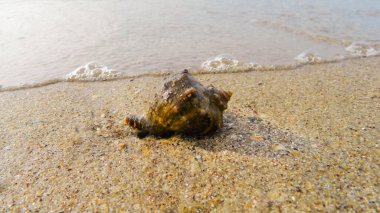 sea shell on the sand against the background of the waves
