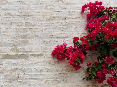 beyaz tuğla duvar ve pembe bougainvillea / pared de ladrillo blanca y buganvilla rosa