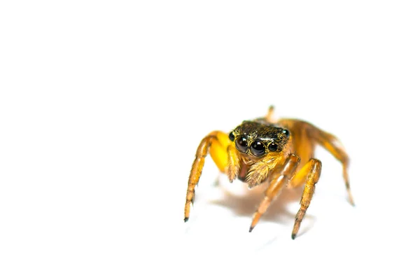 Araignée sautante sur fond blanc — Photo