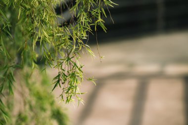 yol üzerinde ağlayan söğüt ağaçları