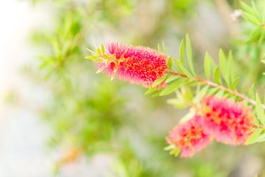 Ağlayan şişe fırça pastel tonu