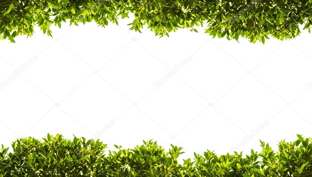 banyan green leaves isolated on white background