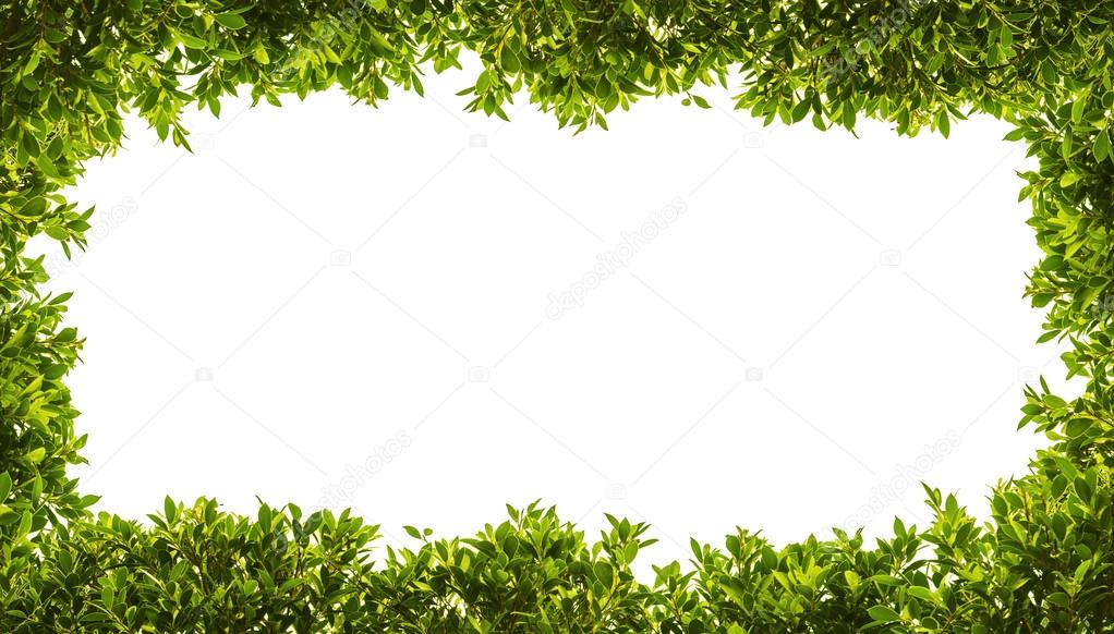 banyan green leaves isolated on white background