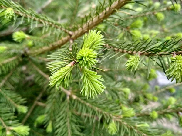 Agujas verdes tiernas jóvenes comieron o comieron jóvenes — Foto de Stock