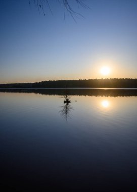 Baharın başlangıcında gölde yansıyan ağaçlarla altın gün batımında manzara. Suyu dışarı çıkaran bir çalı ve ufukta güneş..