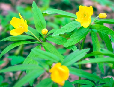 Baharda sarı düğün çiçeği yakın plan. Tam gelişmiş ve yeşil yapraklı ranunculus akris familyasından yarım büyümüş tomurcuklar..