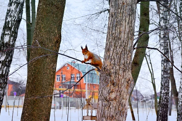 Écureuil Roux Moelleux Est Assis Sur Arbre Dessus Mangeoire Oiseaux — Photo